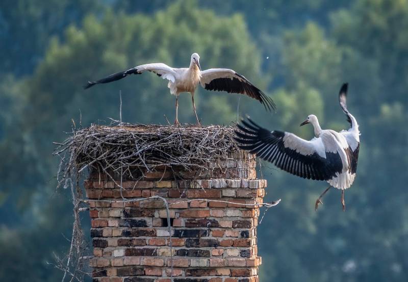 Expert Chimney Animal Removal in Beverly Hills, MI Professional Chimney Animal Removal Services in Beverly Hills, Michigan